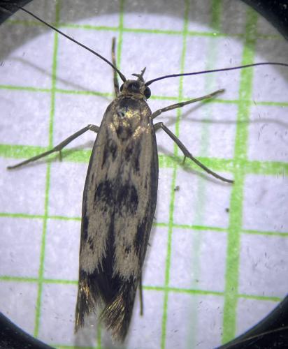 Scythris limbella